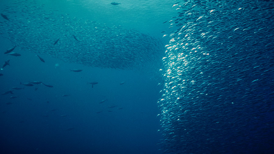 Capítulo 3 - El boga-run Wave of Tomorrow